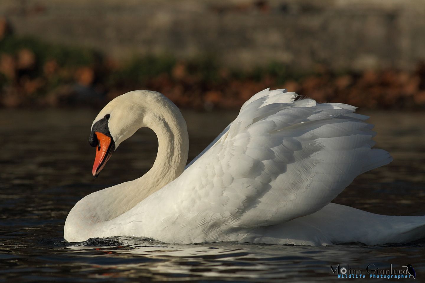 Cigno Reale (Cygnus atratus)